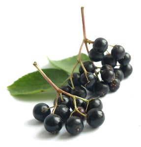 Elderberry Fights Viral Infections