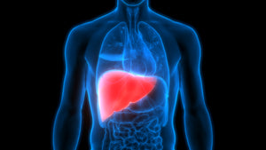 Optimal Health Starts with a Healthy Liver*