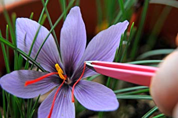 Saffron is a Safe and Effective Antidepressant